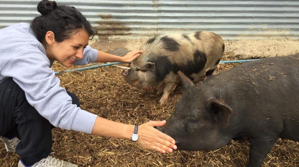 Copains comme cochons reçoit une lettre de l'association PETA pour retirer le porc de son ardoise.