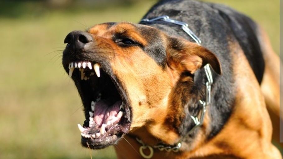 CALAIS.- Un adolescent condamné à une peine d'emprisonnement après une série de morsures canines.